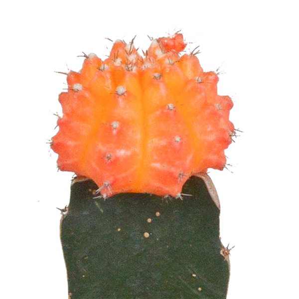 Kakteen-Set „Euphorbia & Gymnocalycium“ – Euphorbia meloformis variegata und Gymnocalycium – Ansicht 4