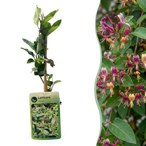 Immergrünes Geißblatt – Lonicera henryi