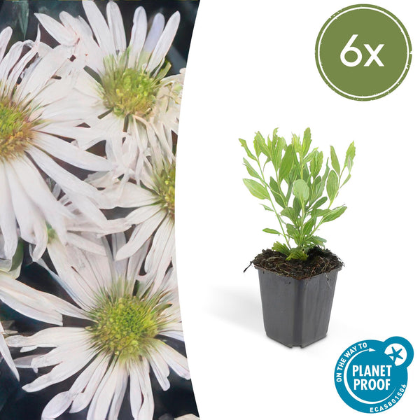 Ageratum-Aster ‚Ashvi' – Aster ageratoides – 6 Stück