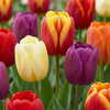 Triumph-Tulpe – Tulipa