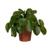 Ufopflanze – Pilea peperomioides – Ø 15 cm · 25 cm, ohne Übertopf, Standard