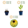 Gelber Sonnenhut – Echinacea paradoxa – Ansicht 6
