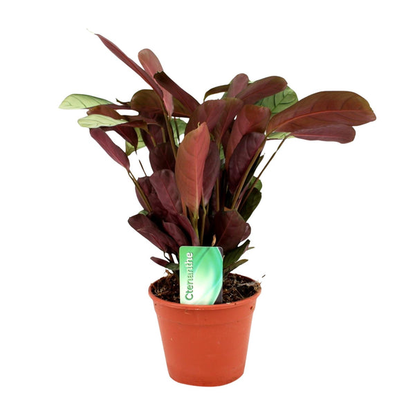 Ctenanthe ‚Amagris'