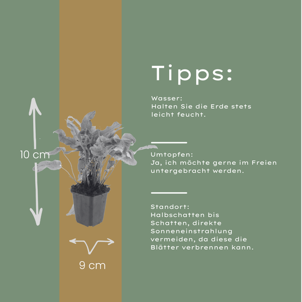 Hirschzungenfarn – Asplenium scolopendrium – Ansicht 5