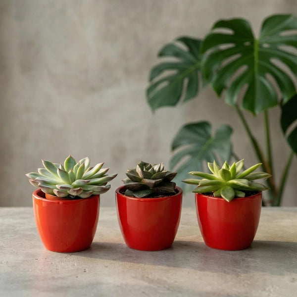 Sukkulenten-Set „Mix“ – 3 Sukkulenten mit Mini-Topf – Ansicht 2