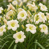 Taglilie ‚Arctic Snow' – Hemerocallis – Ansicht 5