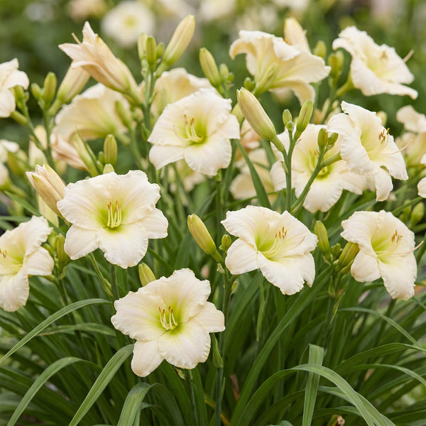 Taglilie ‚Arctic Snow' – Hemerocallis – Ansicht 5