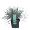Blauschwingel ‚Azurit' – Festuca glauca – Ansicht 2