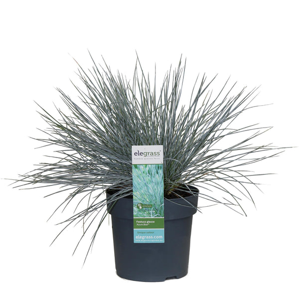 Blauschwingel ‚Azurit' – Festuca glauca – Ansicht 2