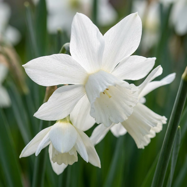 Botanische Narzissen Mischung Weiß – Narcissus