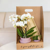 Schmetterlingsorchidee ‚Blossom Zurich' – Phalaenopsis – Ansicht 8