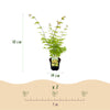 Japanischer Ahorn ‚Summergold' – Acer palmatum – Ansicht 3