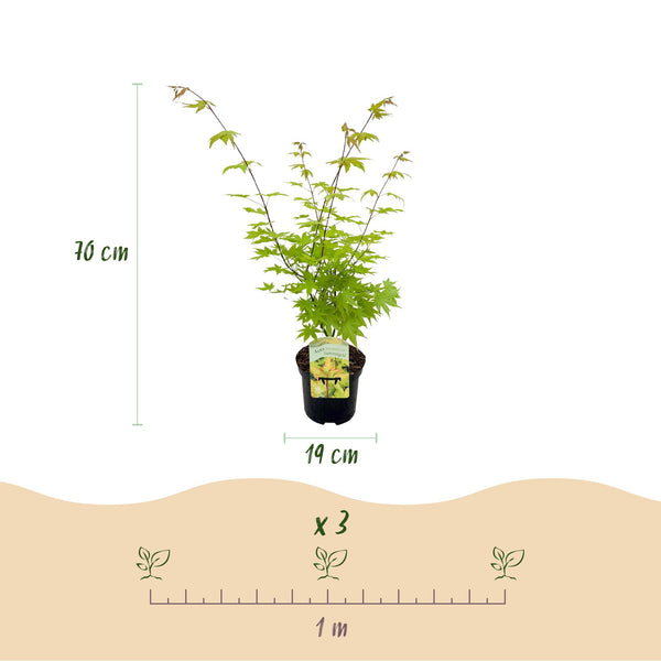 Japanischer Ahorn ‚Summergold' – Acer palmatum – Ansicht 3
