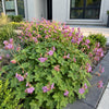 Storchschnabel ‚Czakor' – Geranium macrorrhizum – Ansicht 6