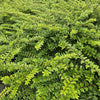 Heckenmyrte ‚Maigrün' – Lonicera nitida – Ansicht 5