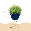 Kriech-Thymian ‚Albiflorus' – Thymus praecox – Ansicht 3