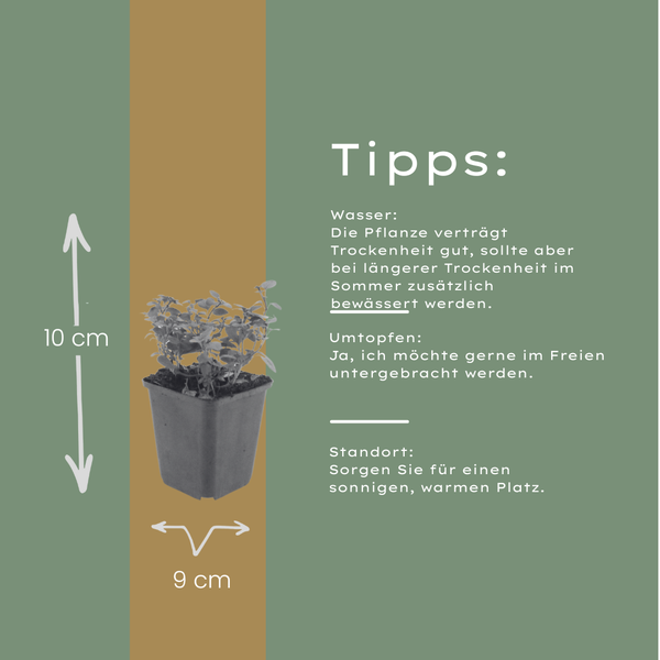 Dost ‚Herrenhausen' – Origanum laevigatum – Ansicht 4