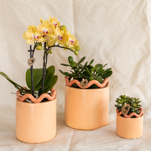 Schmetterlingsorchidee ‚Blossom Lima' – Phalaenopsis – Ansicht 13