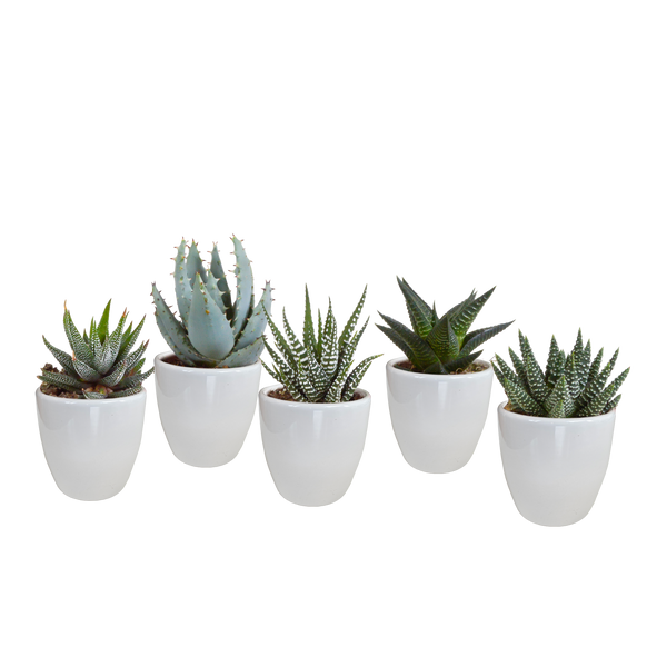 Sukkulenten-Set „Gasteria & Haworthia-Mix" – Gasterien und Haworthien – Ansicht 9