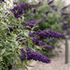Schmetterlingsstrauch ‚Black Night' – Buddleja davidii – Ansicht 3