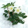 Christrose ‚Christmas Carol' – Helleborus niger – Ansicht 5