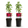 Kletterrose ‚Paul's Scarlet Climber' – Rosa – Ansicht 2