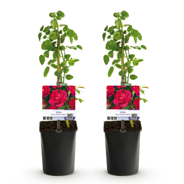 Kletterrose ‚Paul's Scarlet Climber' – Rosa – Ansicht 2