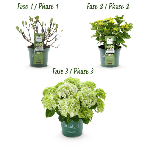 Bauernhortensie ‚Magical Noblesse' – Hydrangea macrophylla – Ansicht 4
