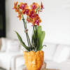 Duftende Schmetterlingsorchidee ‚Fragrance Bolgheri' – Phalaenopsis – Ansicht 6