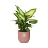 Dieffenbachia ‚Camilla' – Dieffenbachia seguine – Ansicht 2
