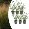 Rutenhirse ‚Rotstrahlbusch' – Panicum virgatum