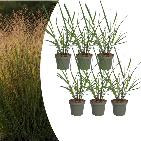 Rutenhirse ‚Rotstrahlbusch' – Panicum virgatum