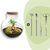 Flaschengarten-Set „Teddy Bonsai" – DIY-Terrarium mit Licht und Bonsai