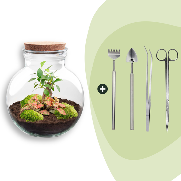 Flaschengarten-Set „Teddy Bonsai" – DIY-Terrarium mit Licht und Bonsai