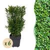 Buchsbaum – Buxus sempervirens