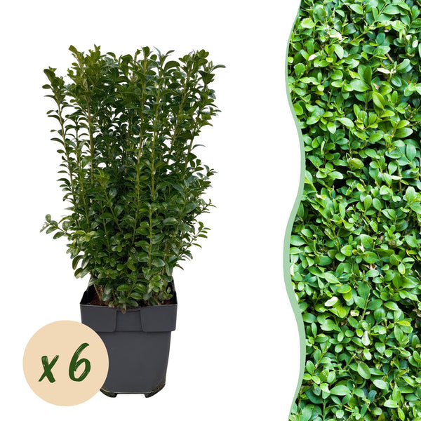 Buchsbaum – Buxus sempervirens