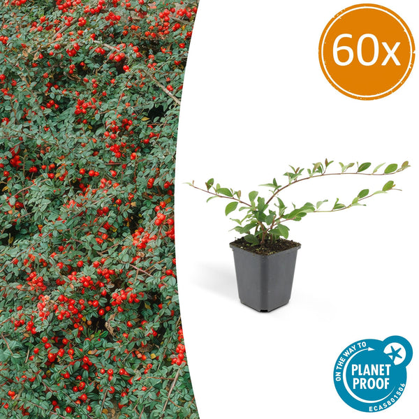 Kriechmispel ‚Major' – Cotoneaster dammeri