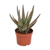 Aloe zebrina ‚Dannyz'