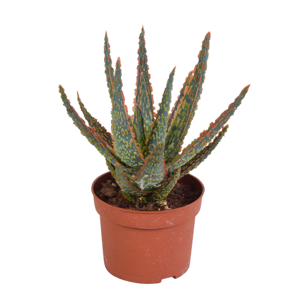 Aloe zebrina ‚Dannyz'