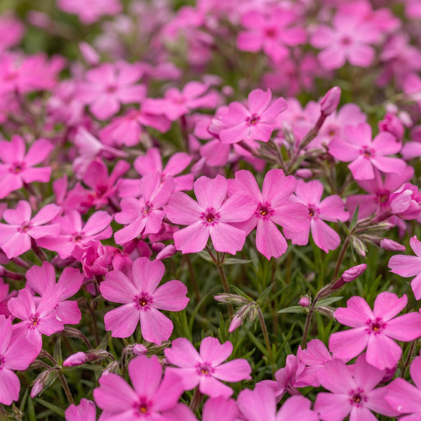 Polsterphlox ‚McDaniel's Cushion' – Phlox subulata – Ansicht 6