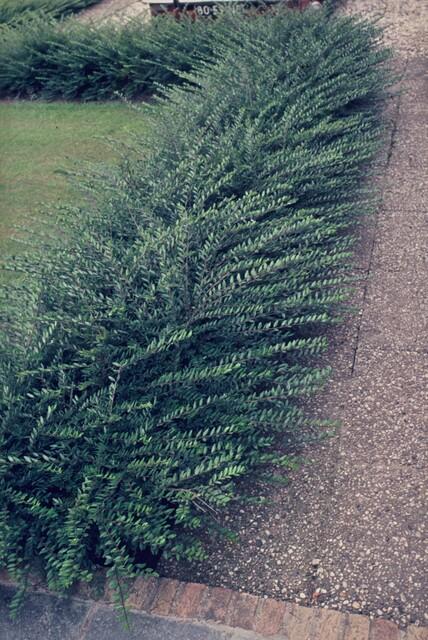 Böschungsmyrte – Lonicera pileata – Ansicht 2