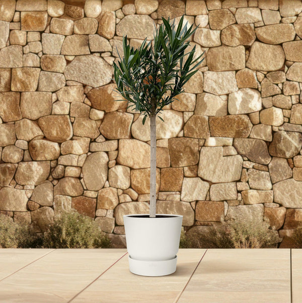 Oleander – Nerium oleander – Ansicht 4