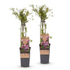 Heidelbeere ‚Pink Lemonade' – Vaccinium corymbosum – Ansicht 2