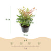 Himmelsbambus ‚Twilight' – Nandina domestica – Ansicht 3