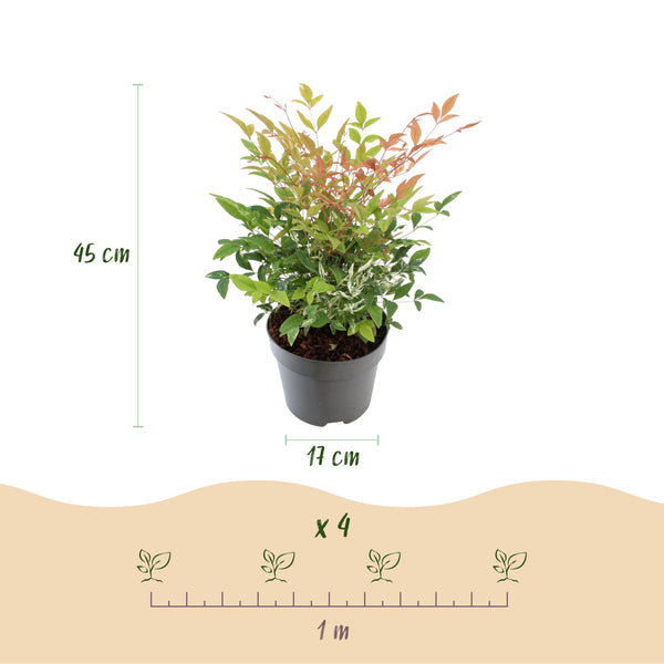 Himmelsbambus ‚Twilight' – Nandina domestica – Ansicht 3