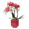 Orchidee ‚Congo' – Phalaenopsis