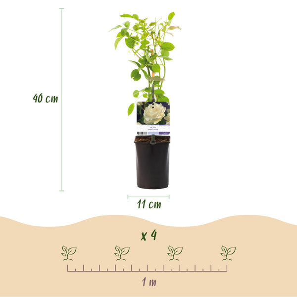 Kletterrose ‚White Climber' – Rosa – Ansicht 3