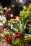 Weihnachts-Flaschengarten-Set „Frosty" – DIY-Terrarium mit Pflanzen