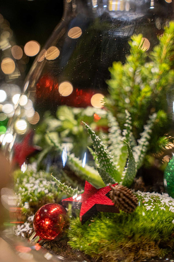 Weihnachts-Flaschengarten-Set „Frosty" – DIY-Terrarium mit Pflanzen