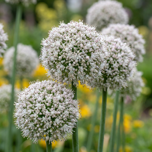Zierlauch ‚Ping Pong' – Allium